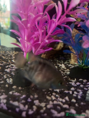 Cichlids fish - Advert 2