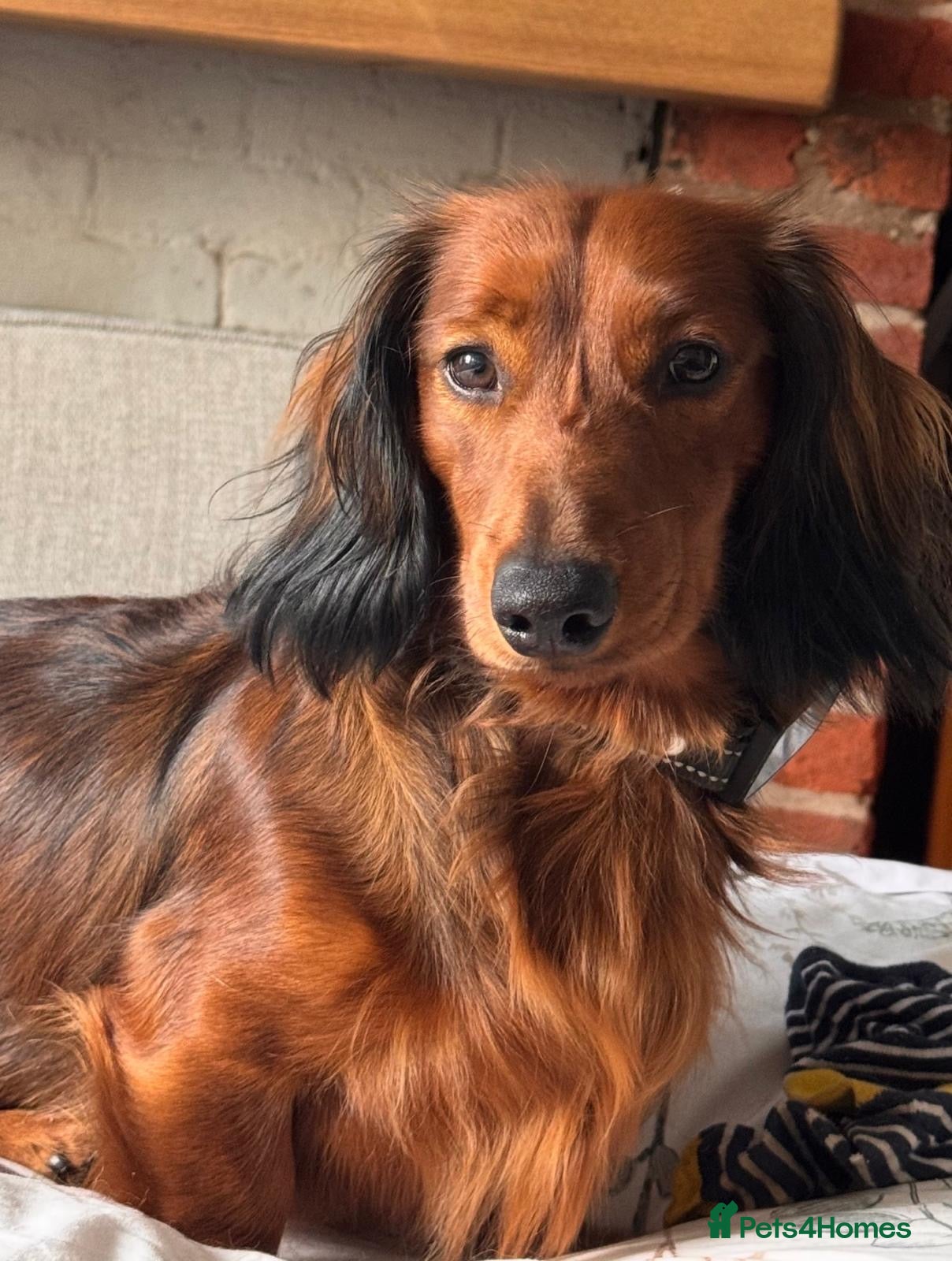 Miniature Dachshund dogs Stunning Miniature Red Long Haired Dachshund - Advert 3