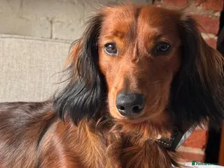 Miniature Dachshund dogs Stunning Miniature Red Long Haired Dachshund - Advert 3