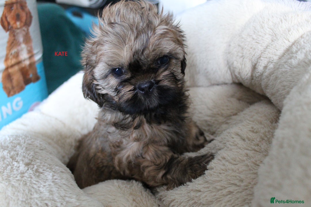 Shih Tzu dogs for sale: SHIH TZU PUPPY BOY LIVER GENE KC REG  - Image 5