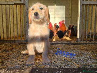 Labradoodle dogs F1 MINI LABRADOODLES ready to leave 3rd dec - Advert 6