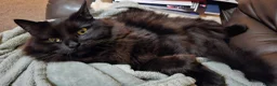 Mixed Breed cats for sale: Free to good home- Domestic Mixed Breed Longhaired in Pentraeth - Advert 11