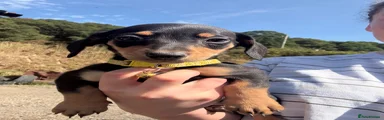 Mixed Breed 6