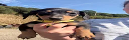 Mixed Breed dogs for sale: Dachshund X border collie - Advert 12