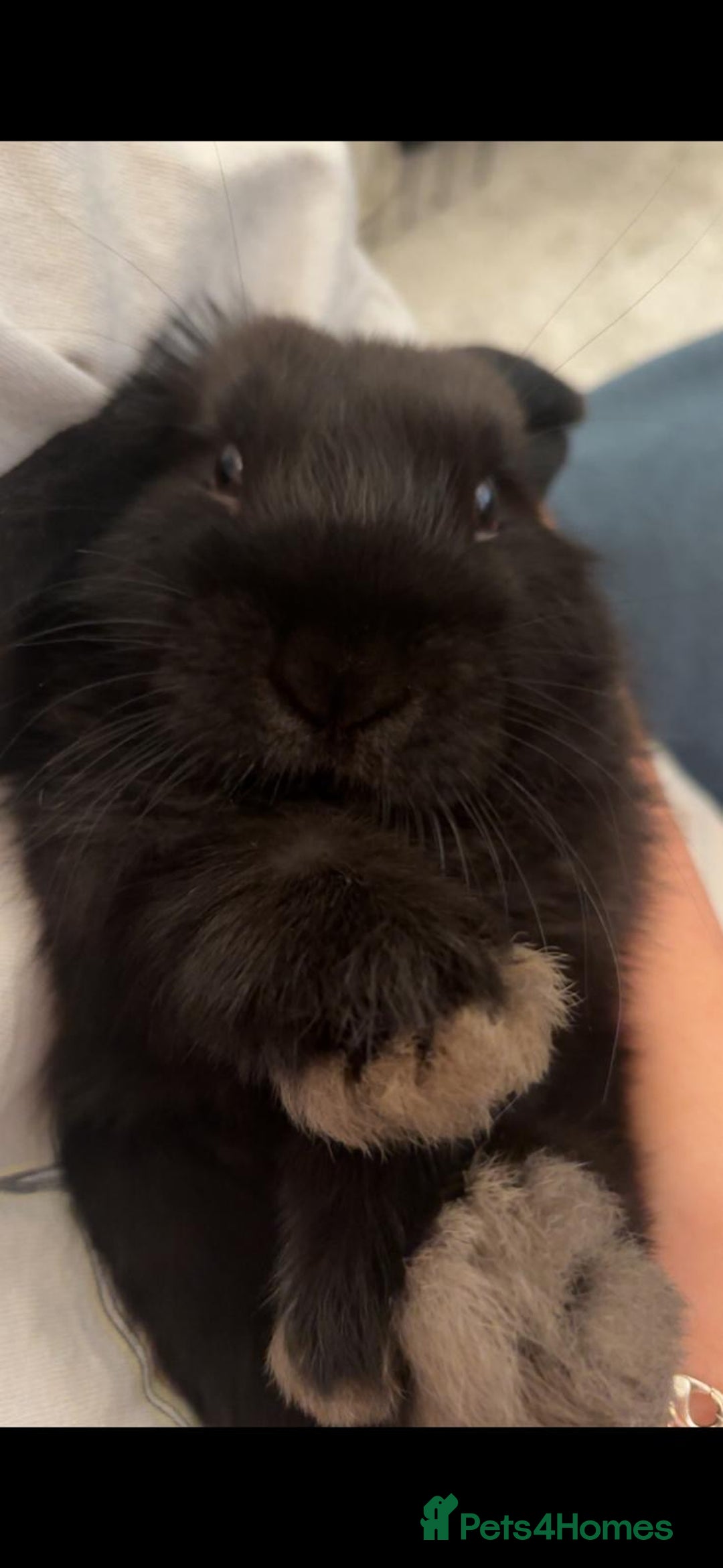 Mini Lop rabbits for sale: Mini lop boy - Image 6