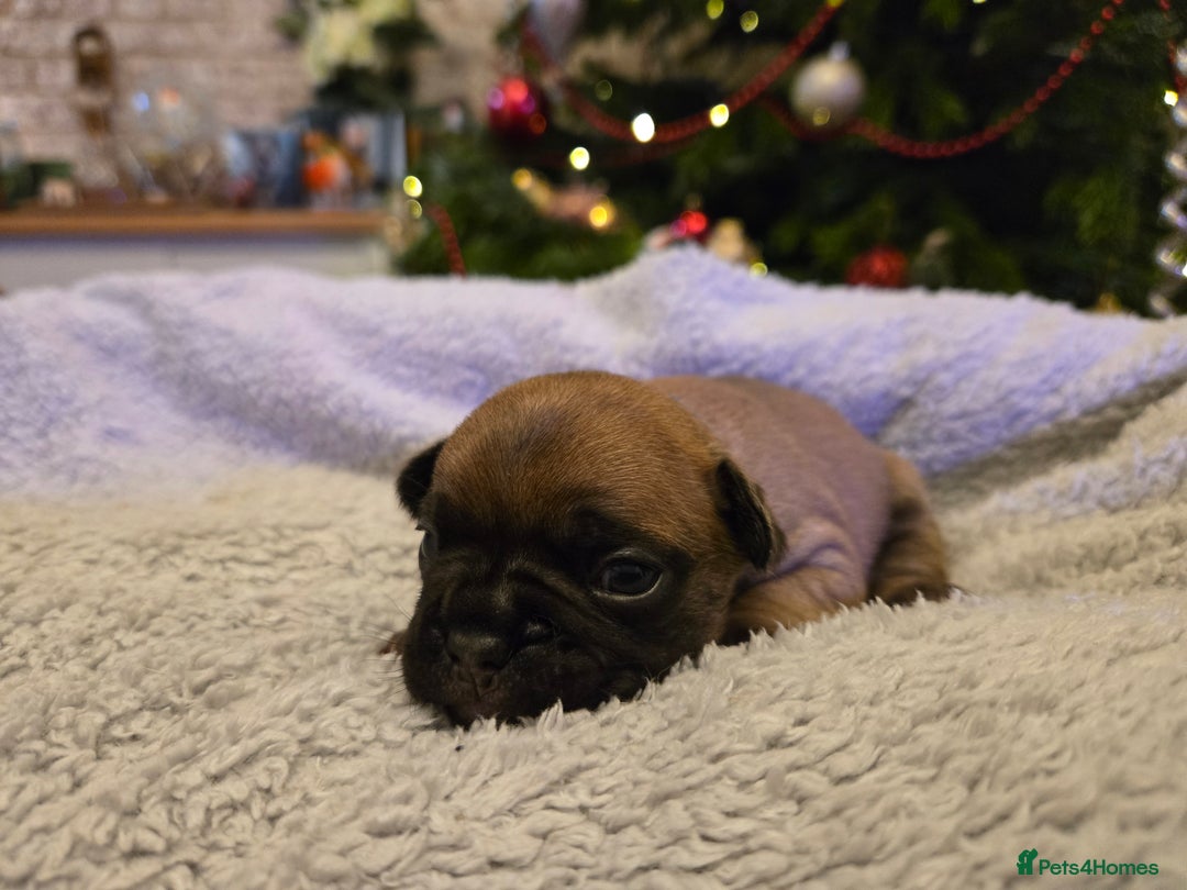 French Bulldog dogs for sale: French bulldog puppies.  - Advert 20