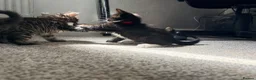 Maine Coon cats for sale: Mainecoon X Bombay X Tabby - Advert 11