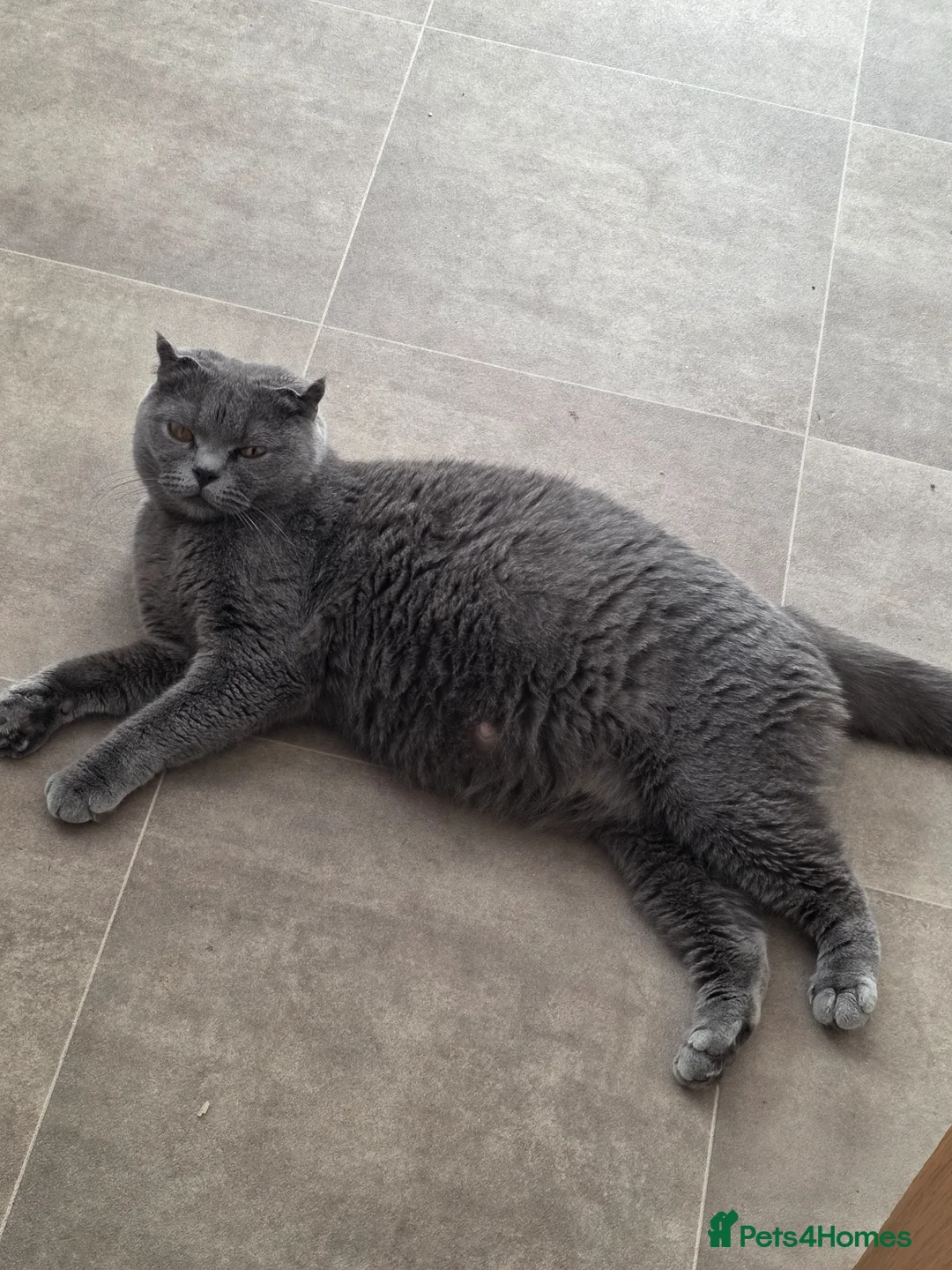 Scottish Fold cats for sale: 😍5 stunning Scottish fold x scottish straights 😍 - Advert 1