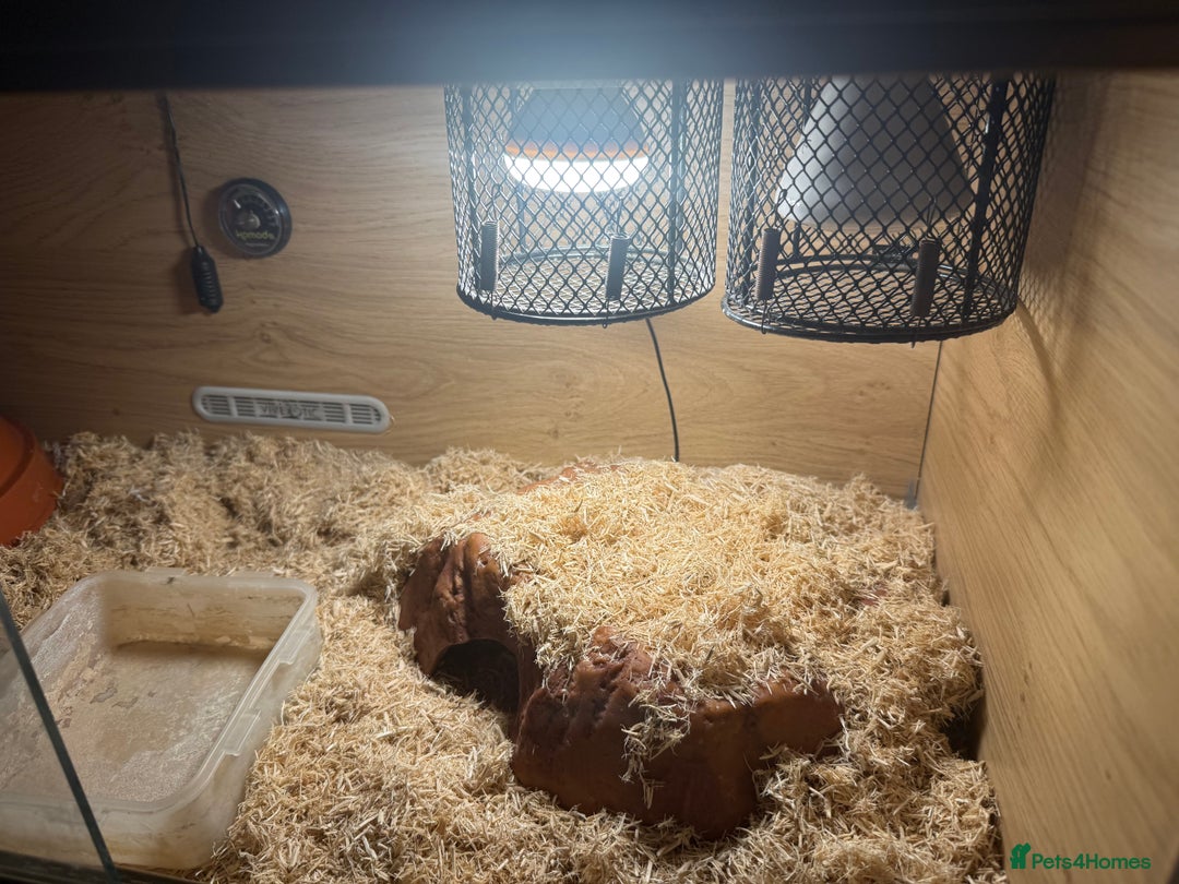 Python Snake reptiles for sale: Ball python and complete setup + food supply  - Advert 4