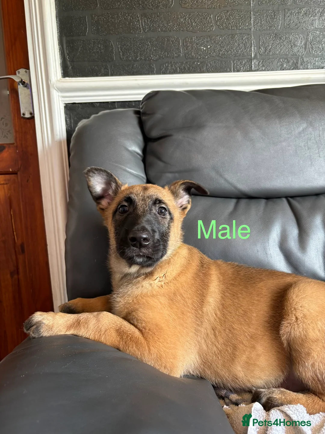 Belgian Shepherd Dog dogs for sale: 9 week old pure Belgian Malinois puppies for sale  - Advert 8