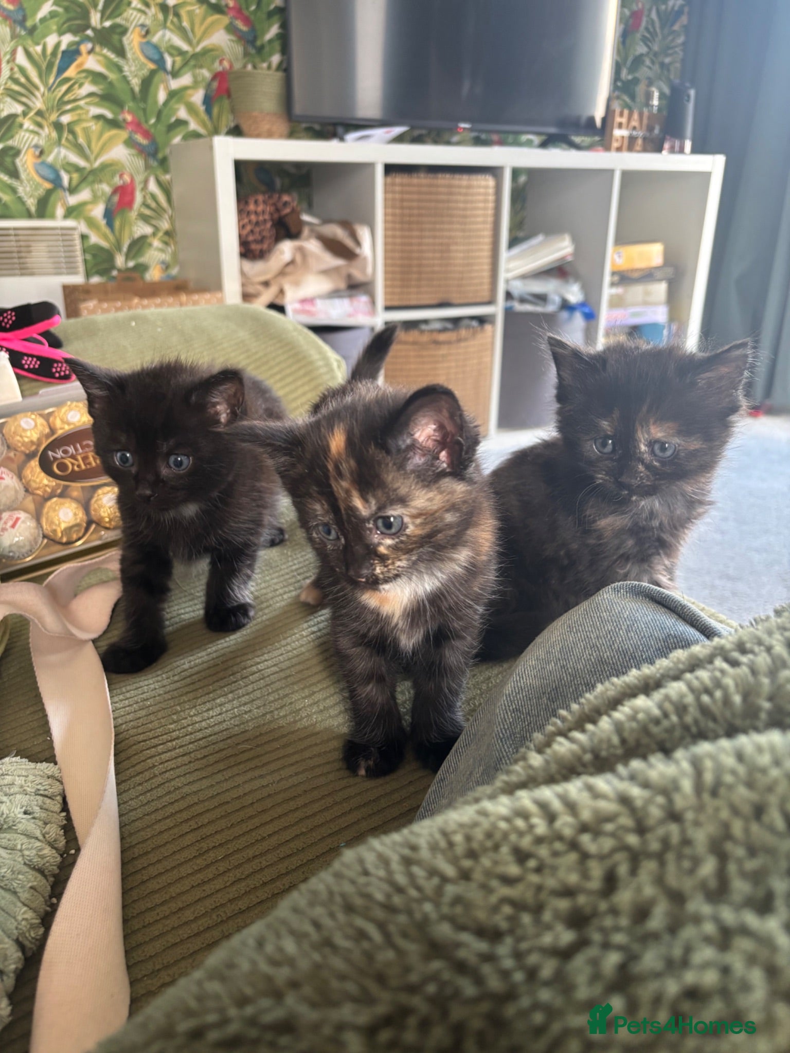 Maine Coon cats 1/2 Maine coon kittens  - Advert 18