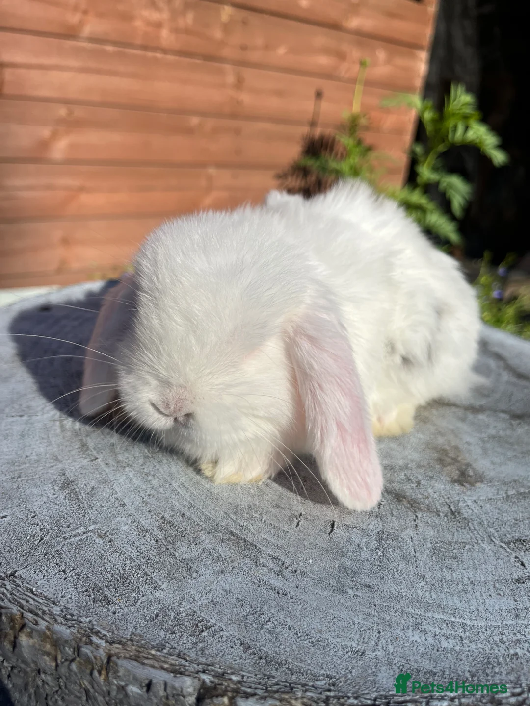 Mini Lop rabbits for sale: Mixed litter of adorable mini lops  - Advert 20