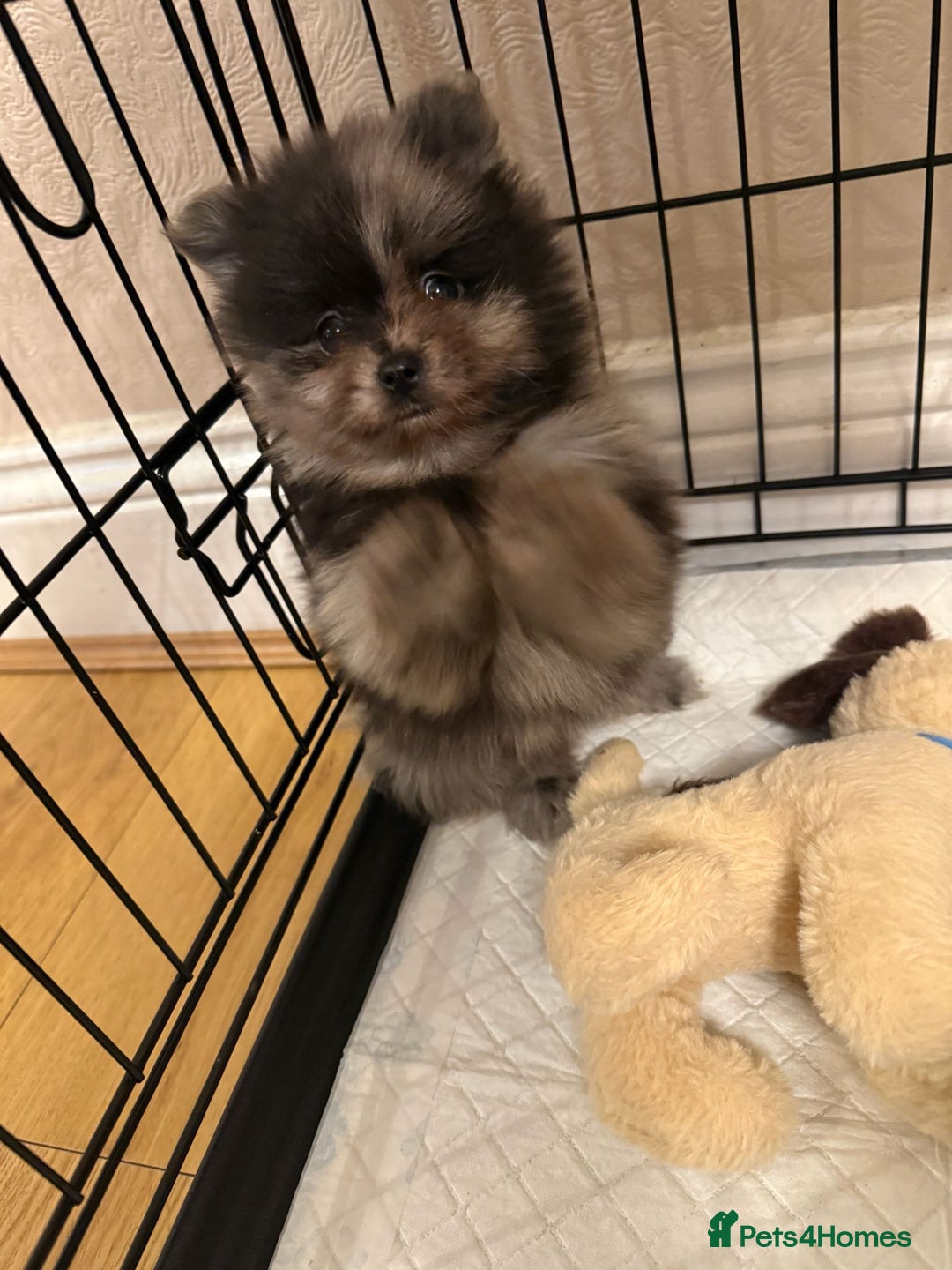 Pomeranian dogs for sale: Pom Puppies - Advert 8