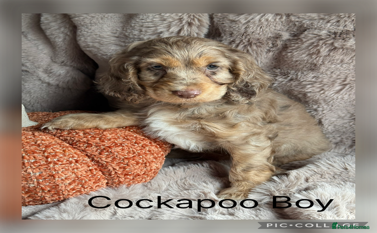 Cockapoo dogs - Advert 1