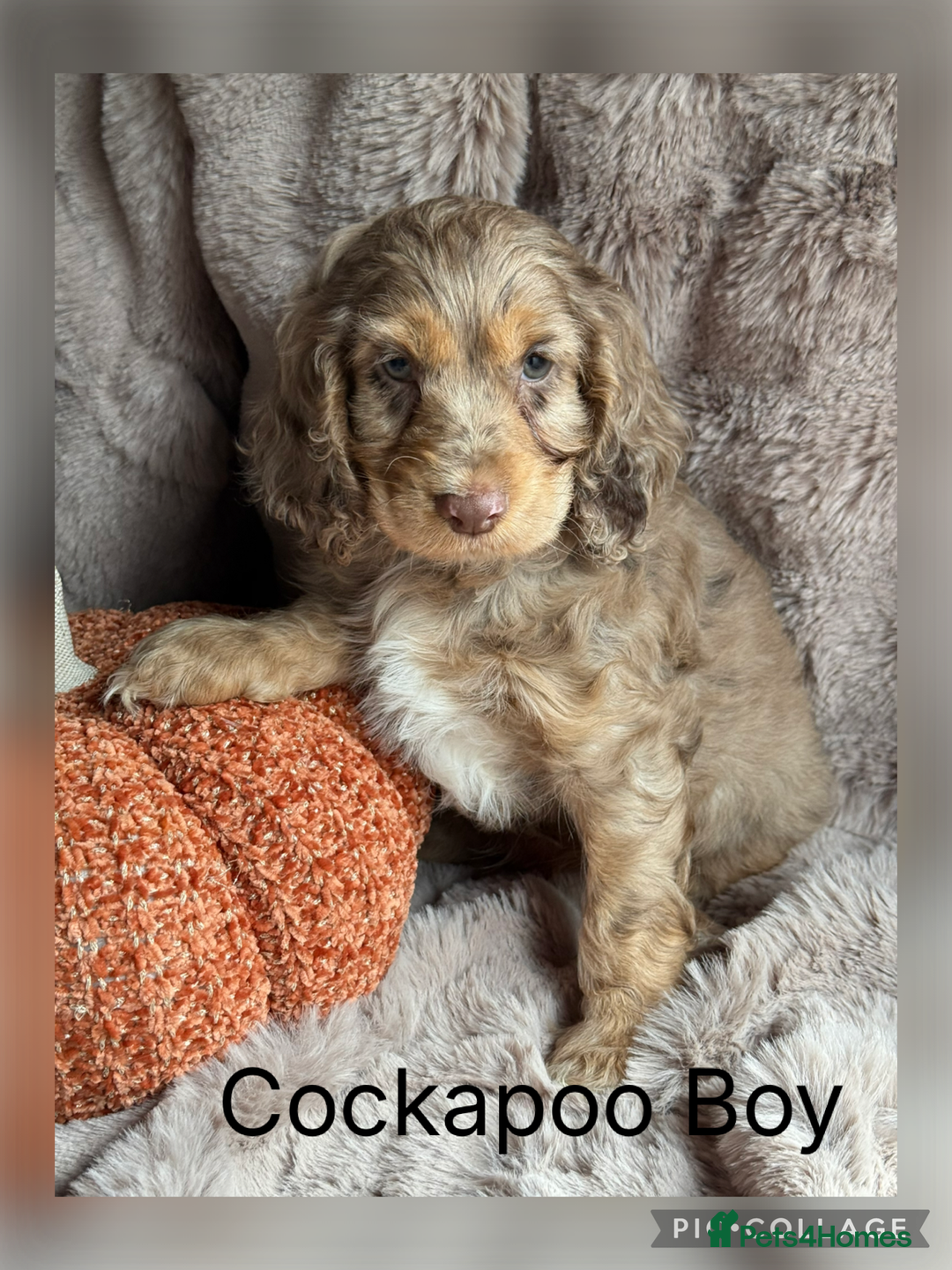 Cockapoo dogs for sale: Choc Merle F1 Cockapoo are back  - Image 1