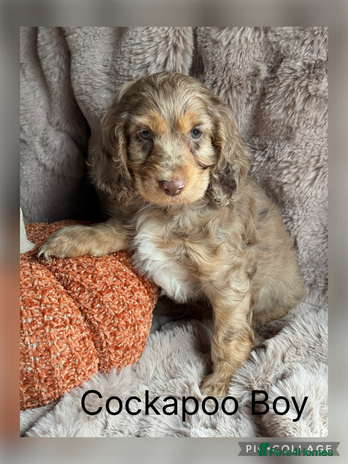 Cockapoo dogs - Advert 9