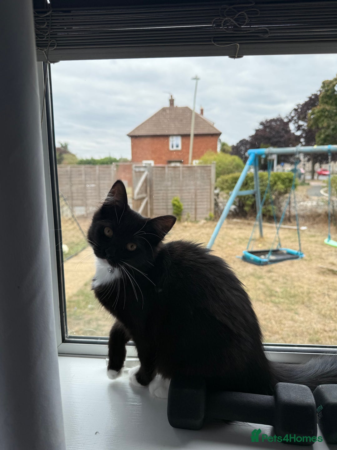 Mixed Breed cats for sale: Two female 7 month old kittens  - Image 4