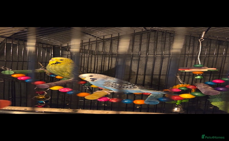 Budgerigars birds - Advert 1