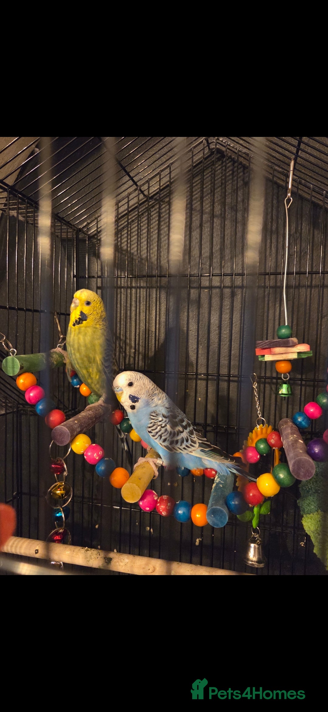 Budgerigars birds for sale: Pair of buggies - Image 1
