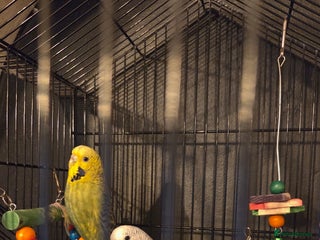 Budgerigars birds - Advert 7