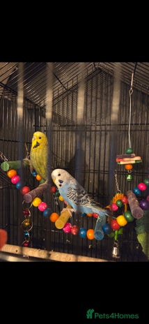 Budgerigars birds - Advert 8