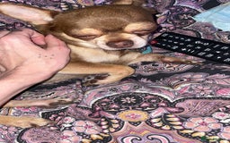 Chihuahua dogs for sale: Little rambo - Advert 2