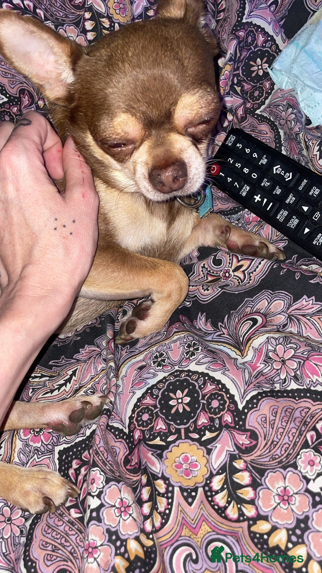 Chihuahua dogs for sale: Little rambo - Advert 2