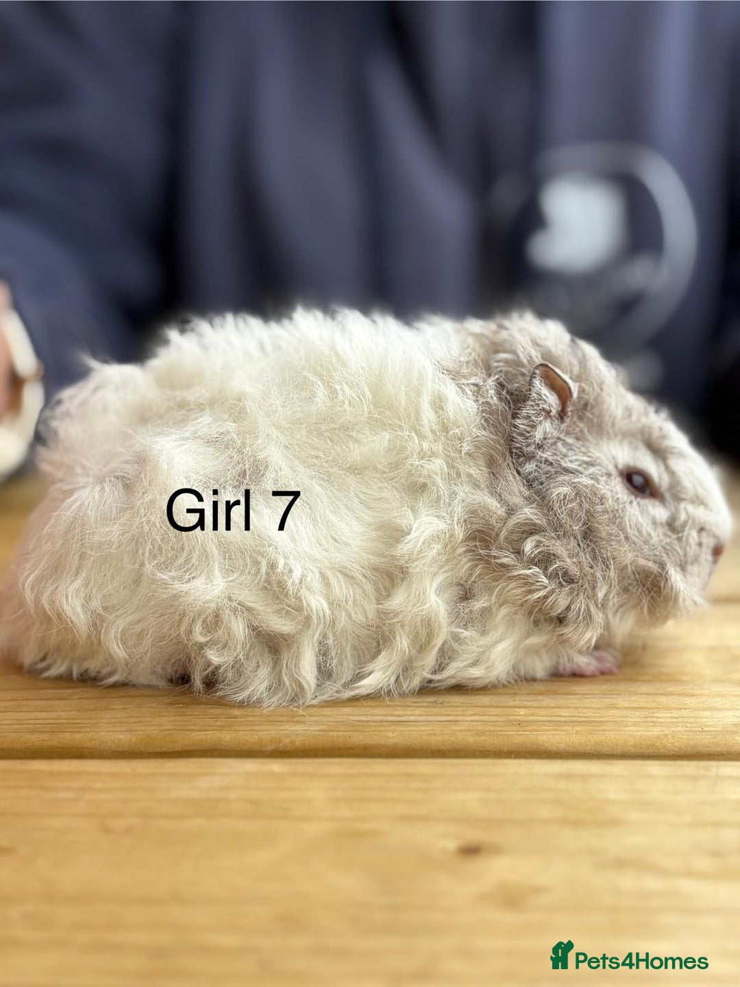 Guinea Pig rodents for sale: Various breeds of baby guinea pigs for sale - Image 10