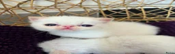 Exotic cats for sale: CHUNKY EXOTICS KITTENS GCCF PARENTS   - Advert 4