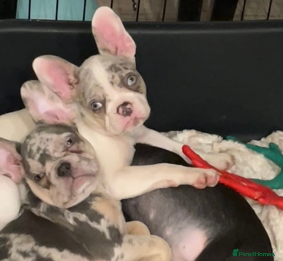 French Bulldog dogs for sale: Snowy white and Merle male ready NOW ✨ offers  - Advert 3