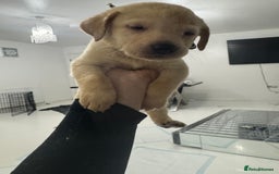 Labrador Retriever dogs for sale: Full breed Labrador retriever puppy’s  - Image 18