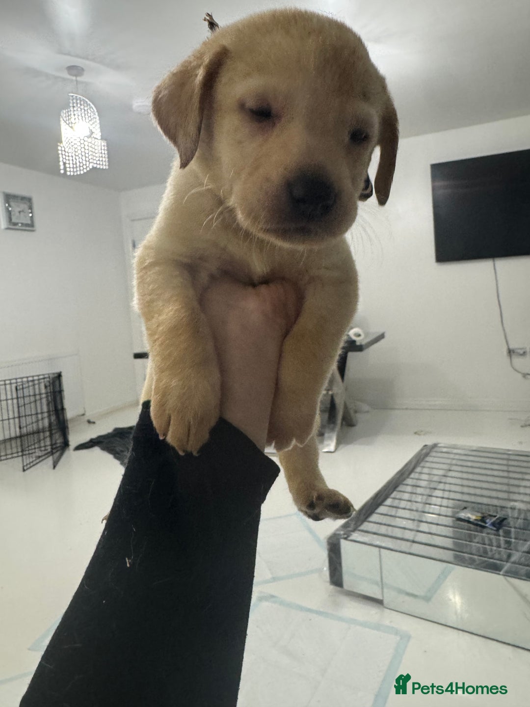 Labrador Retriever dogs for sale: Full breed Labrador retriever puppy’s  - Image 18