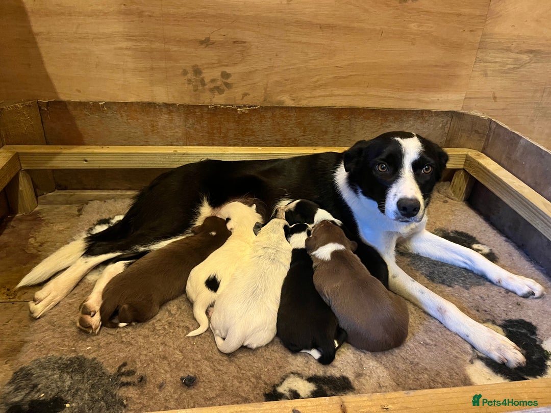 Border Collie dogs for sale: 4 gorgeous boys looking for new homes-Ready now  - Advert 2