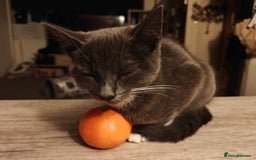 Domestic Shorthair cats for sale: Loving kittens - Image 17