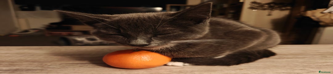 Domestic Shorthair shorter socks