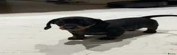 Miniature Dachshund dogs for sale: Miniature dachshund puppies - Advert 5