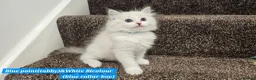 Ragdoll cats for sale: Stunning Ragdoll Kittens – Boys Only (TICA) - Advert 7