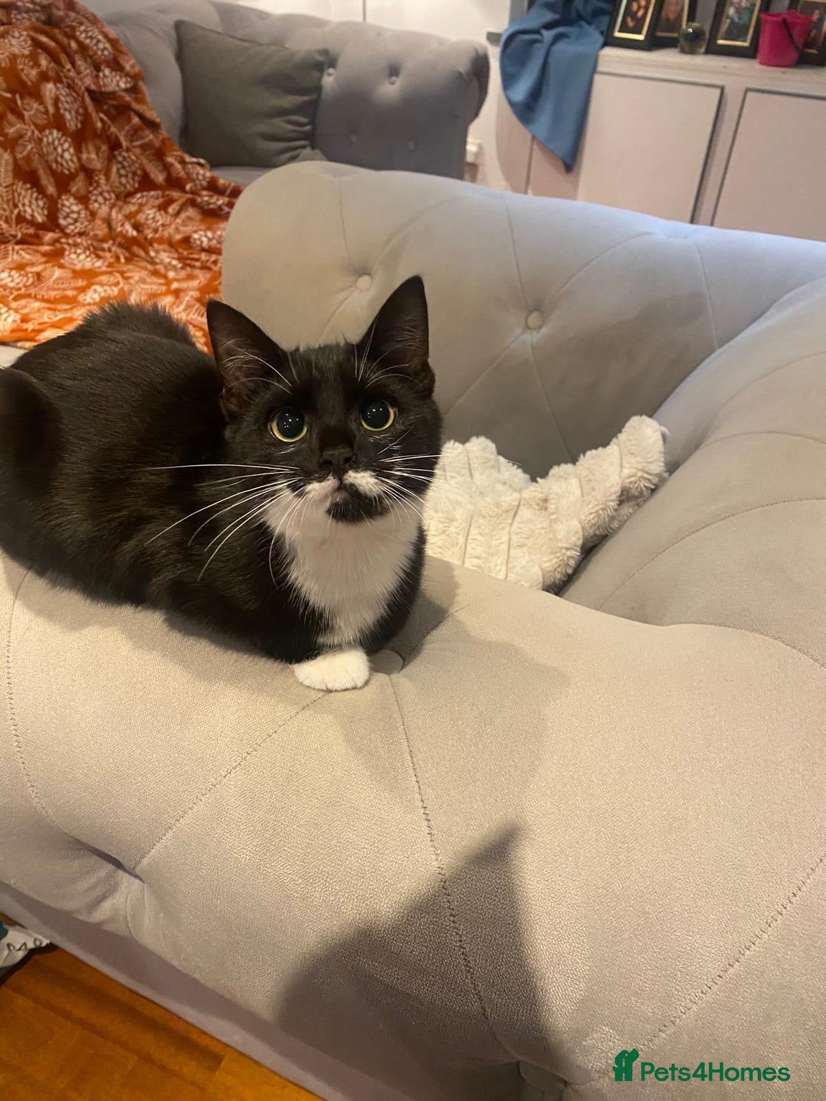 Mixed Breed cats Kittens for sale - Advert 2