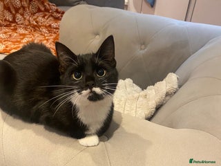 Mixed Breed cats Kittens for sale - Advert 2