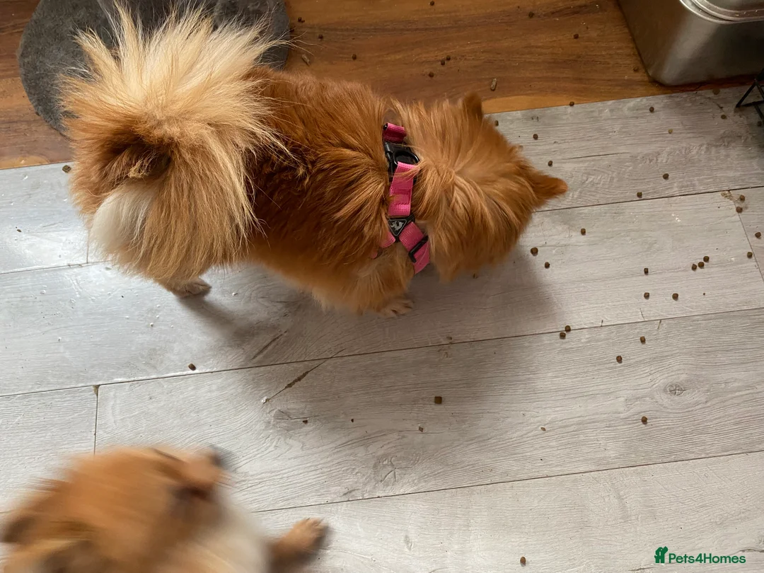 Pomeranian dogs for sale: Adventurous girl Pomeranian  - Advert 7