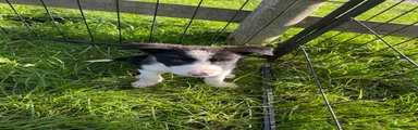 Border Collie 3