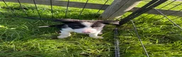 Border Collie dogs for sale: 5 Boarder Collie Puppies 8 weeks ready now in Ashbourne - Advert 15