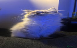 Persian cats for sale: Pure Persian baby's looking lovely home   - Image 2
