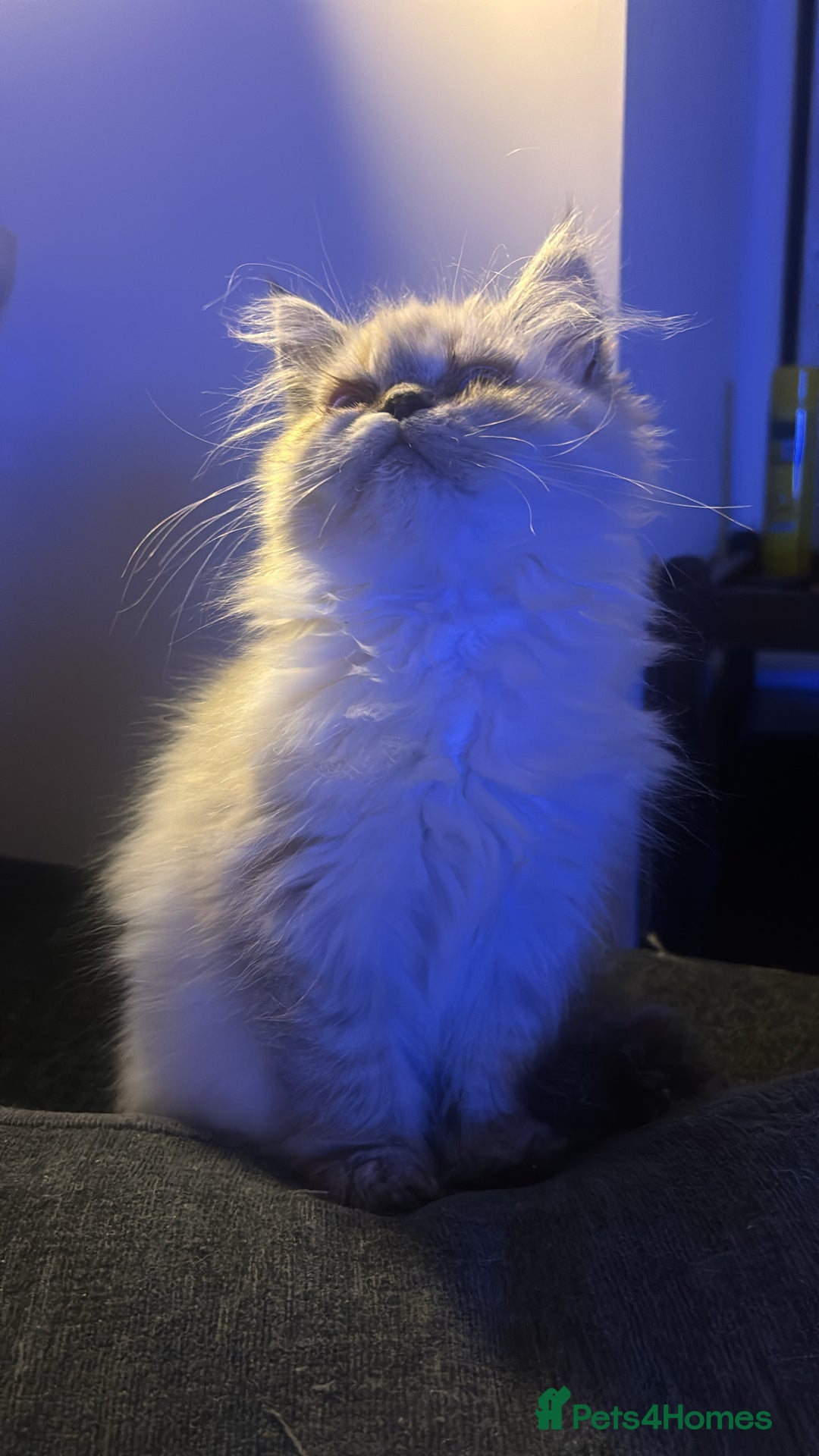 Persian cats for sale: Pure Persian baby's looking lovely home   - Image 2