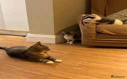 Mixed Breed cats for sale: Adorable mixed breed kittens in Kent! - Image 22