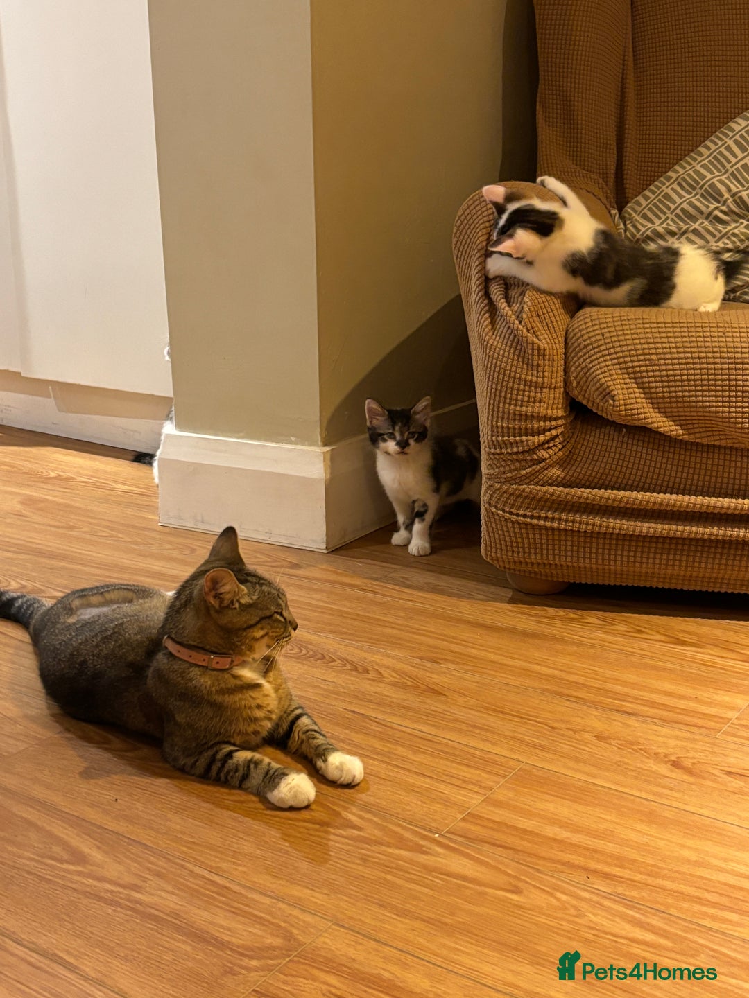 Mixed Breed cats for sale: Adorable mixed breed kittens in Kent! - Image 22