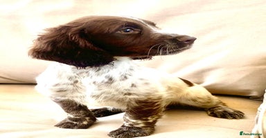 Cocker Spaniel dogs - Advert 9