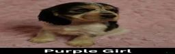 Cocker Spaniel dogs for sale: Quality, Show Type, Cocker Spaniel Puppies - Advert 7