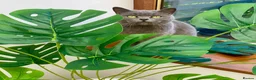 Scottish Fold cats for sale: Scottish fold kittens for sale  - Advert 11