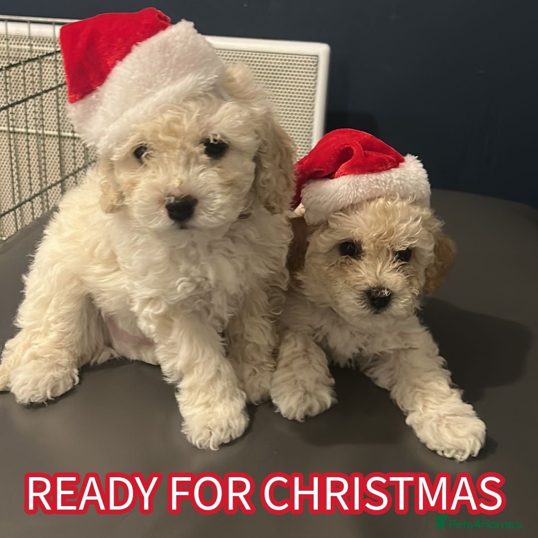 Cavapoochon dogs Adorable Cavapoochon Puppies Ready for  **  23rd  - Advert 1